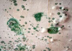 Mould Cleaning Services Brisbane