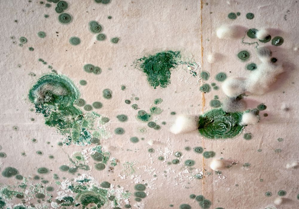 Mould Cleaning Services Queensland 