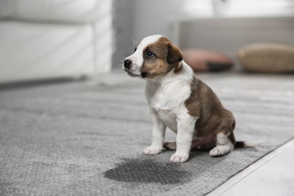 Pet Urine Odour & Stain Removal Brisbane