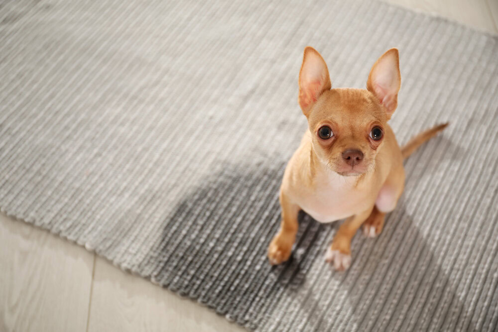 Pet Urine Odour & Stain Removal Brisbane