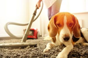 how to get dog pee out of carpets