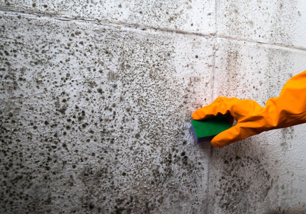 Carpet mould removal service in Brisbane