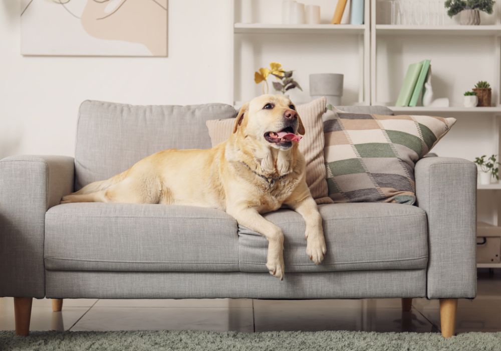 Pet Urine Odour & Stain Removal Service on Couches Brisbane