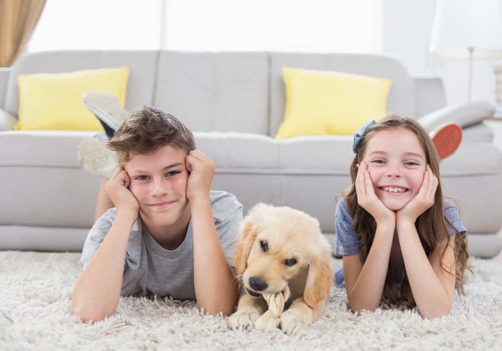 recommended professional pet urine removal treatment in Brisbane