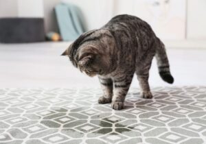 how to get cat pee out of carpets