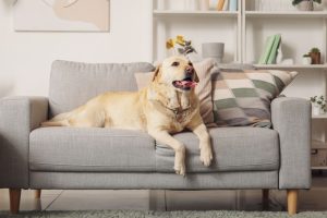 East Brisbane Pet Urine Odour & Stain Removal Service